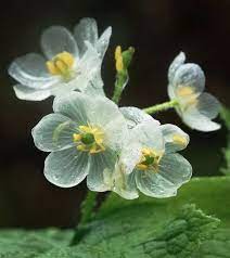 pin by grace n kuo on garden plants garden