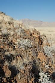 Image result for Myrothamnus flabellifolius