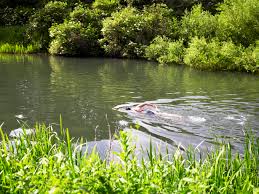Summer Hot Topic: Is It Safe To Swim In The Potomac River? — Potomac  Conservancy