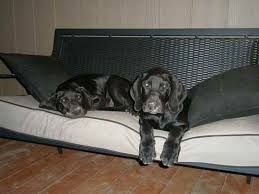 Goldmaraner Goldmaraners Golden Retriever X Weimaraner