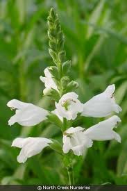 Image result for Mostuea batesii