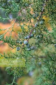 Image result for Cupressus lusitanica