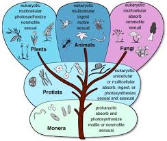 مدونة الإعجاز العلمي في القرآن الكريم والسنة النبوية وما من دابة في الأرض إلا على الله رزقها