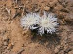 Image result for Centaurea praecox