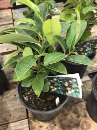 Image result for Manilkara zapota