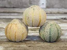 You can expect these plants to produce well on strong support systems. Golden Jenny Melon Rohrer Seeds