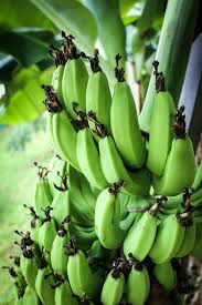 Walaupun takde sapa nak dengar. Ast Hikmah Melayu 4