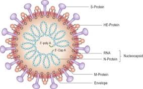 Coronavirus - an overview | ScienceDirect Topics