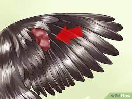 How To Care For An Injured Wild Bird That Cannot Fly