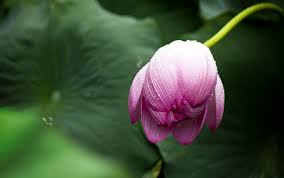 Di indonesia, teratai juga digunakan untuk menyebut tanaman dari genus nelumbo (lotus). Bunga Teratai Gambar Bunga Tanaman