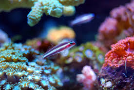 Best Ro Di System For A Reef Tank The Pet Supply Guy