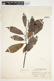 Image result for Annickia lebrunii