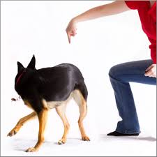 Anleitung für einfache hundetricks | deinem hund tricks beizubringen. Tolle Hundetricks Zum Nachmachen