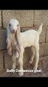 Damascus Goat As A Baby | TikTok