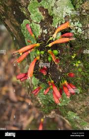 Image result for Halleria elliptica