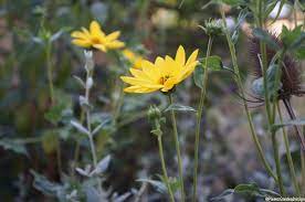 The following list of perennial flowers will help you choose just which permanent plants you want to invite into your garden to stay. Five Yellow Flowers For Late Summer Gardens Garden Designer