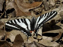 Black And White Striped Insect With Wings Butterfly Zebra Swallowtail Forewings Are White With Black Stripes And Triangular Shaped Hindwings Have A Long Tai Swallowtail Zebra Beautiful Butterflies