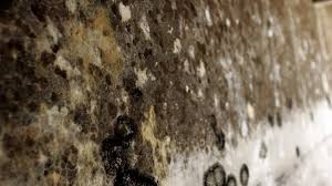 Check spelling or type a new query. Molds And The Musty Smell In Your House Clean Water Partners