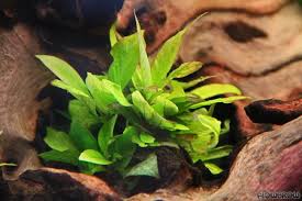 Image result for Hygrophila pobeguinii