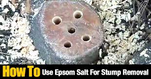 Dig around the root ball with pointed shovel. Stump Removal How To Kill A Tree Stump With Epsom Salt