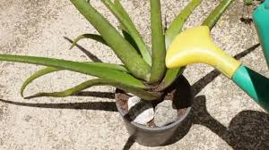 Check spelling or type a new query. How To Plant Aloe Vera With Pictures Wikihow