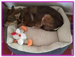 10 simmons thera orthopedic memory foam bed. Beautyrest Super Lux Dog Bed Sofa Great Dog Beds