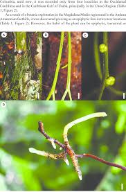 Image result for Psilotum nudum