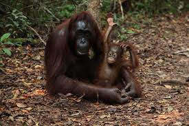 Untuk kepentingan pembangunan di luar. Jangan Diburu Keberadaan Orang Utan Sangat Penting Untuk Hutan