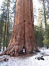 It is by far the largest species of spruce; General Sherman Tree Wikipedia