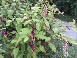 18 what part of pokeweed is poisonous? Other Things That Are Trying To Kill Me Edward Vilga