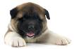 Page 2: Akitas for Sale | Dogs on Oodle Classifieds