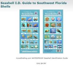 seashell identification charts for florida shellers