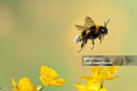 Image result for Bombus hortorum