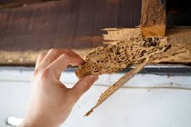 Termites spread the poison to other members of the colony that's why it will kill the entire colony and a queene. 7 Signs That You Might Have A Termite Infestation The Family Handyman