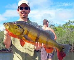 This florida peacock blog is to display fishing reports and updated information about the florida peacock bass that live in and around south florida. How To Catch Peacock Bass Tips For Fishing For Peacock Bass