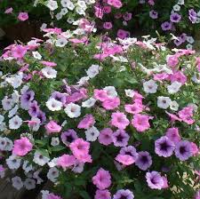 Flowers by darlene derby ny : Flowers By Darlene Home Facebook