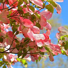 Check spelling or type a new query. Pink Dogwood Tree Green Thumbs Garden