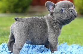 Free raised with lots of love, great characteristic, show potential and great for breeding. French Bulldog Puppies For Adoption Near Me The Y Guide