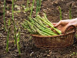 Check spelling or type a new query. How To Grow Asparagus From Seed Hgtv