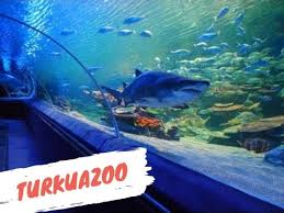 Turkuazoo Turkey Europe Public Aquarium Luxury Pet Dog Seat Belt