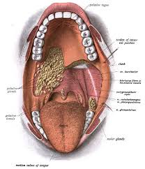 Image result for tonsilla palatina