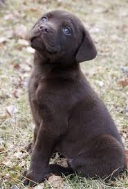 Labrador Retriever Loyal Dog Breeds Family Dogs Breeds Dog Breeds