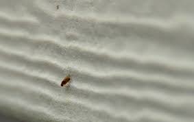 The pharisees strained their water so they wouldn't accidentally swallow a gnat—an unclean insect according to the law. Straining Gnats And Swallowing Camels When The House Is Quietwhen The House Is Quiet