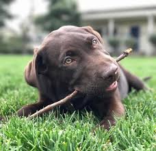 Find puppies in your area and helpful tips and info. Labrador Retriever Puppies Lab Puppies For Sale