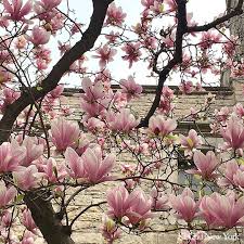 Flower flower nikon photo plant (flower flower nikon photo plant). Flower Let S A Find Mindful Life Ki Chu New York