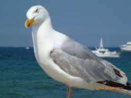 Ostseemowe Ahrenshoop Animals Bird