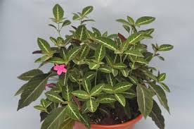 Image result for Ruellia makoyana