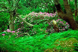 Maybe you would like to learn more about one of these? El Aljibe Botanical Garden