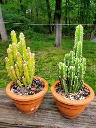 Image result for Coleus tetragonus