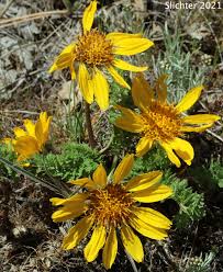 Image result for Wahlenbergia hookeri